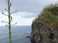 Ribeira das Tainhas - São Miguel